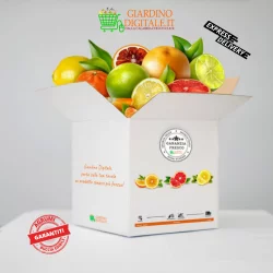agrumi online calabria buccia edibile