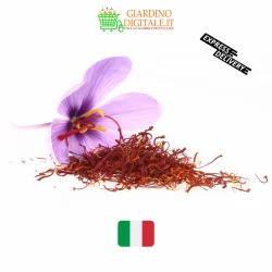 zafferano italiano calabria puro in stimmi made in italy