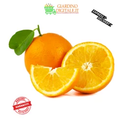 arance navel lanelate washington calabria buccia edibile giardino digitale