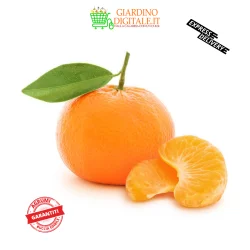 Clementine Calabresi calibro piccolo