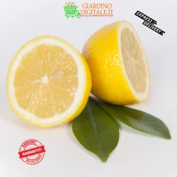 limoni interdonato femminiello verna calabria buccia edibile giardino digitale