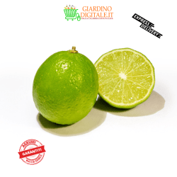 lime calabria italia buccia edibile