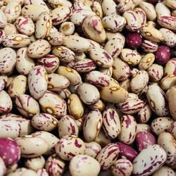 agioli borlotti sangaetano