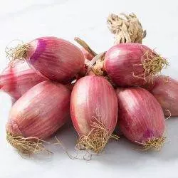 cipolla ramata