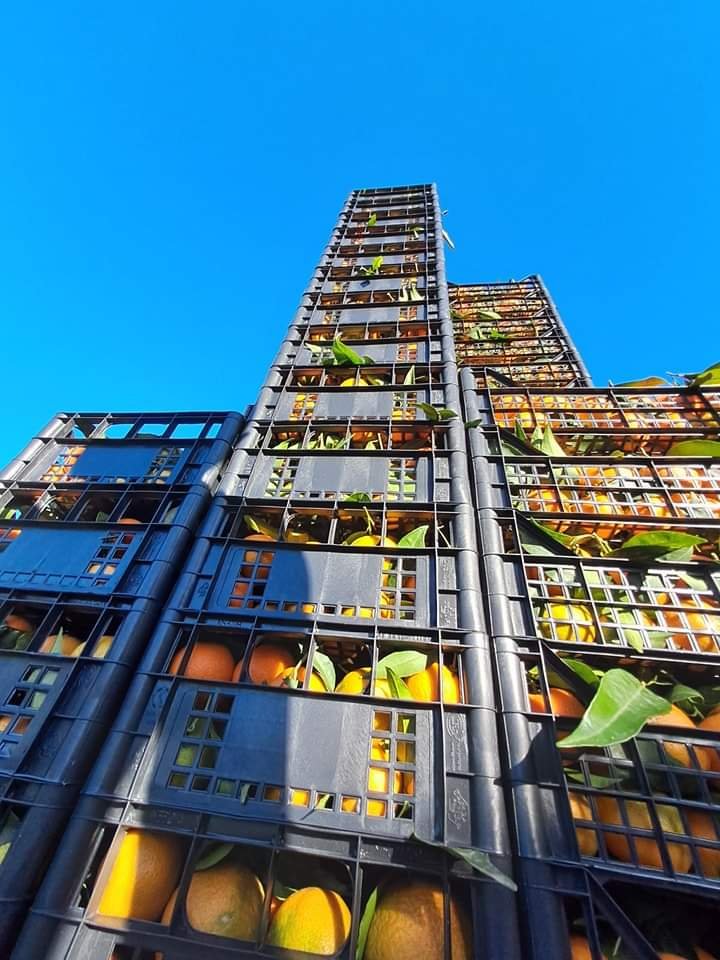 Clementine Calabresi all'ingrosso - immagine 2