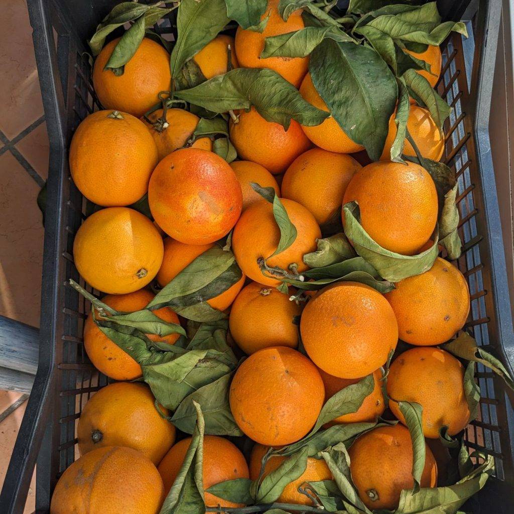 Immagine #1 da Ingeborg Uhl-Schiller