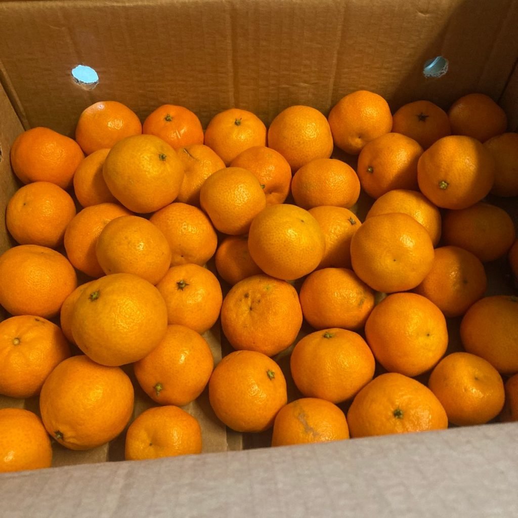 Immagine #1 da Alice