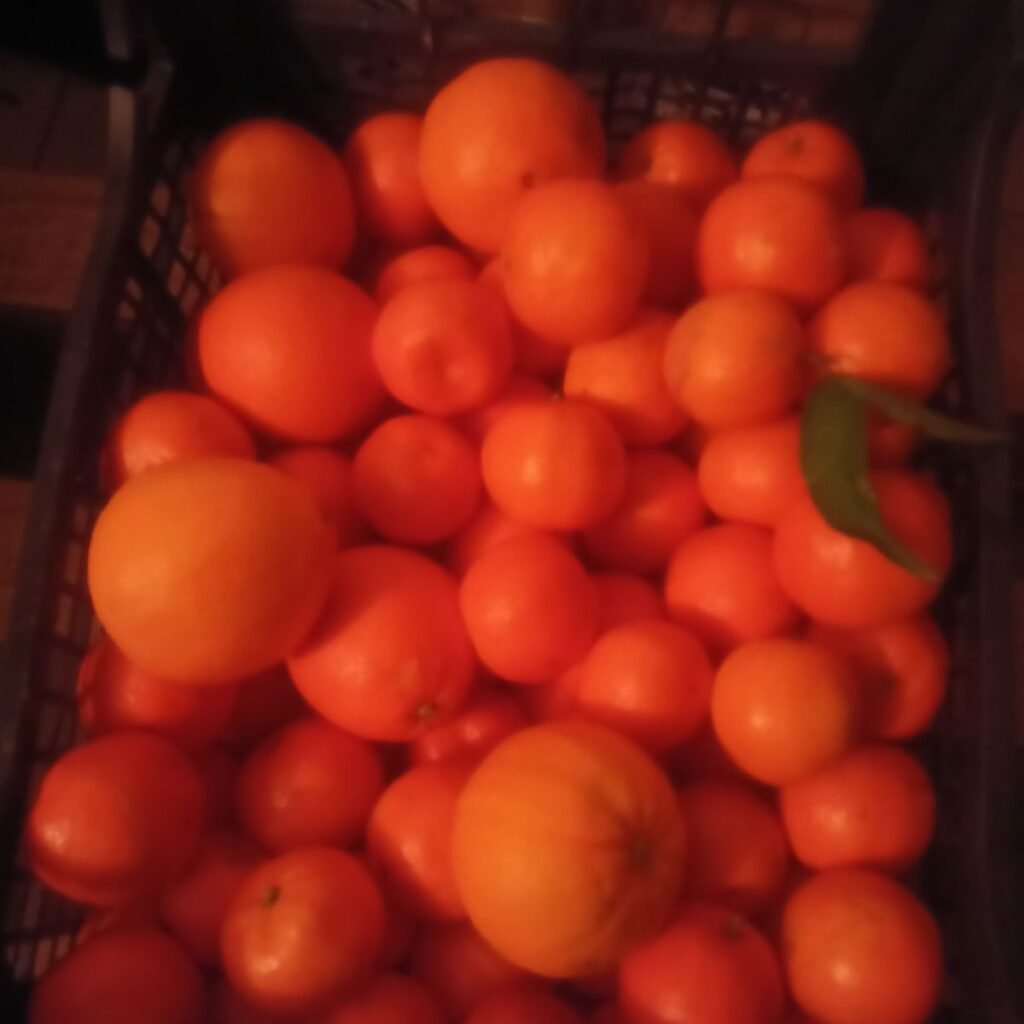 Immagine #1 da Pasquale M.